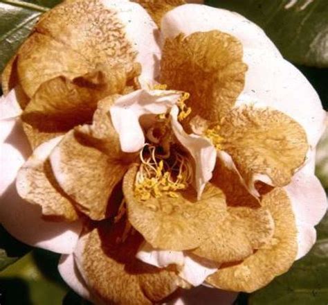 The use of facebook serves only to simplify your registration. How to get rid of Camellia Flower Blight | Kings Plant Doctor
