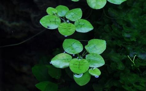 Limnobium Laevigatum Grow