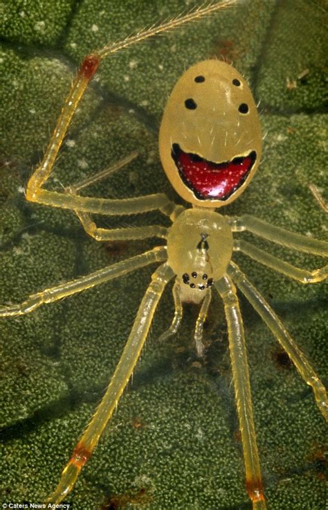 Happy Face Spider Gives A Positive Spin To The Much Feared World Of