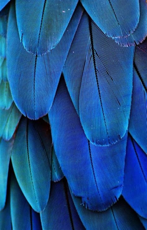 Beautiful Feathers Blue Color Blue Aesthetic Shades Of Blue
