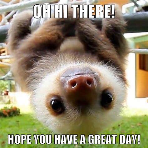 Pin By Cori Moschberger On Heartwarming Baby Sloth Funny Memes