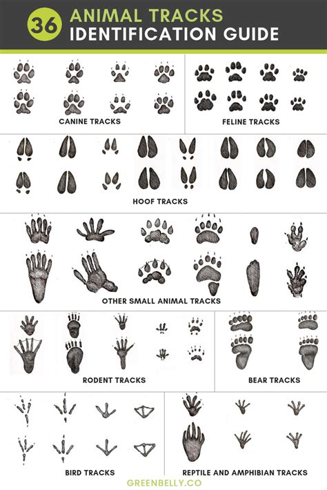 Animal Footprints Identification