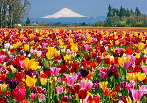 More Than Wine Visit Colorful Fields Of Willamette Valley In Spring