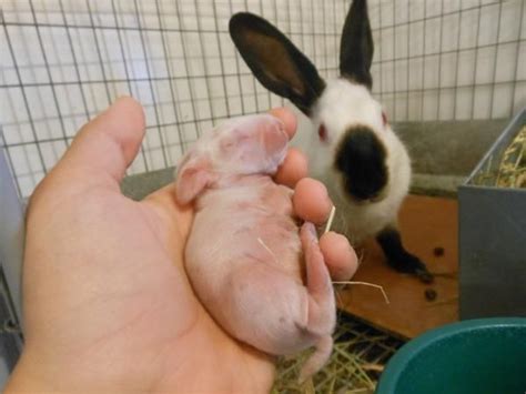 Cuidados Que Necesitan Los Conejos Recién Nacidos Rabbit Rabbit Rabbit