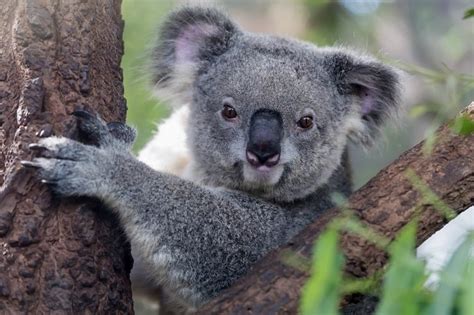 Animals In Australia Australian Animal Facts For Kids Brisbane Kids