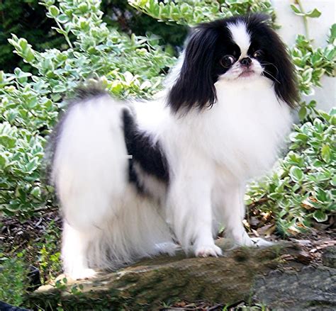 Japanese Chin Dog Pictures Toy Dog Breeds Pictures And Information