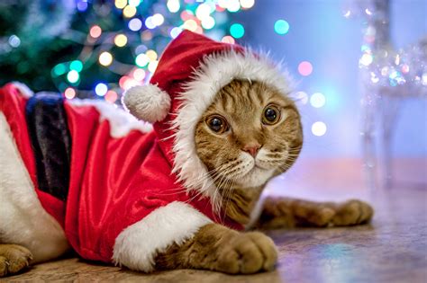 10 Adorable Christmas Costumes For Caturday