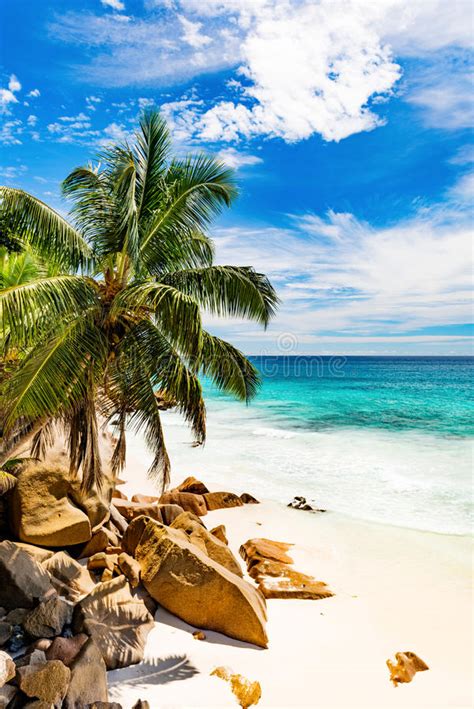 Tropical Island On The Sunny Day Stock Photo Image Of Paradise Palm