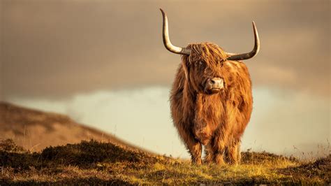 Brown Highland Cattle Cow Is Standing In Blur Background Hd Animal