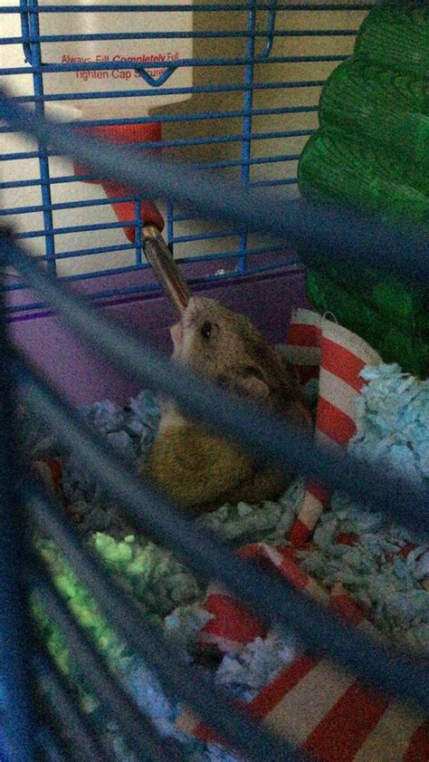 My Hamster Danny Drinking Water Without Getting Out Of His Nest Hamster Water Bottle Cute