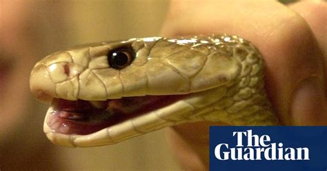 Australian Man Bitten By Taipan Snake Dies After Six Days In Hospital
