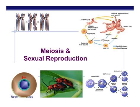 Sexual Reproduction Definition Types Advantages Biology Dictionary My