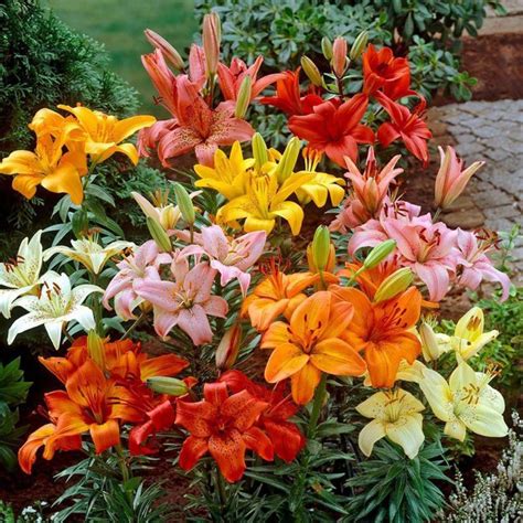 Kolkata Orchid Online Asiatic Lilylilium Asiatica Flower Bulbs Pack