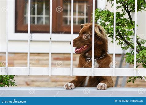 Cute Dog Look And Wait For Owner On Fence Stock Photo Image Of Fence