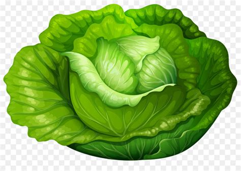 Download High Quality Lettuce Clipart Transparent Png Images Art Prim