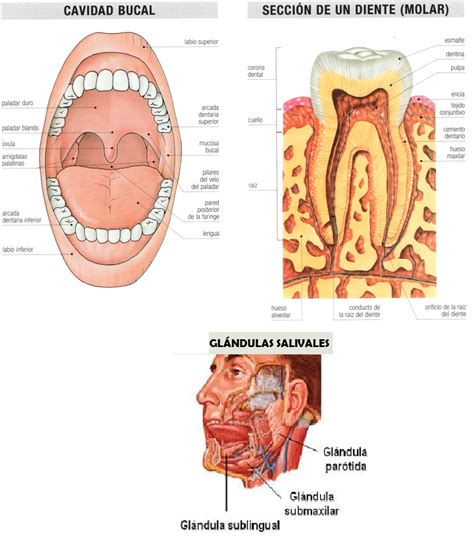 Sistema Digestivo Boca 3 Images