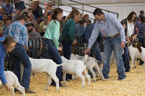 2021 Morgan County Fair Goat Show Results Released The Fort Morgan Times