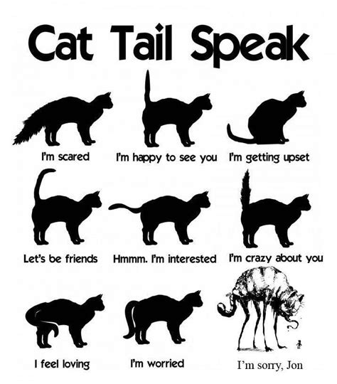 Understanding Cat Tail Im Crazy About You Crazy About You Cats