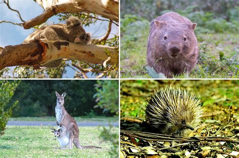 Wild Animals In Australia Wildlife Conservation Safari In Australia