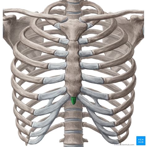 Anatomy Xiphoid Process Human Anatomy Images And Photos Finder