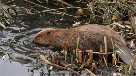 Wild Beavers Return To West London For First Time In 400 Years Cnn