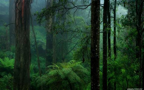 Rain Forest Wallpaper (62+ images)