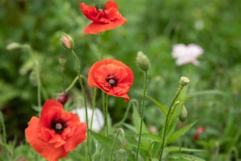 How To Grow And Care For Oriental Poppy Plants