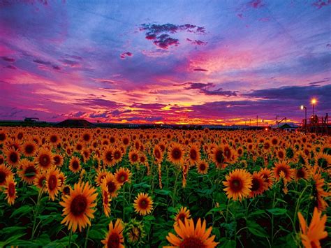 Download Sunflower Garden Sunset Desktop Wallpaper