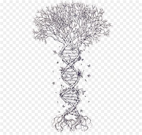 We have now placed twitpic in an archived state. Tree Of Life png download - 550*850 - Free Transparent Dna ...