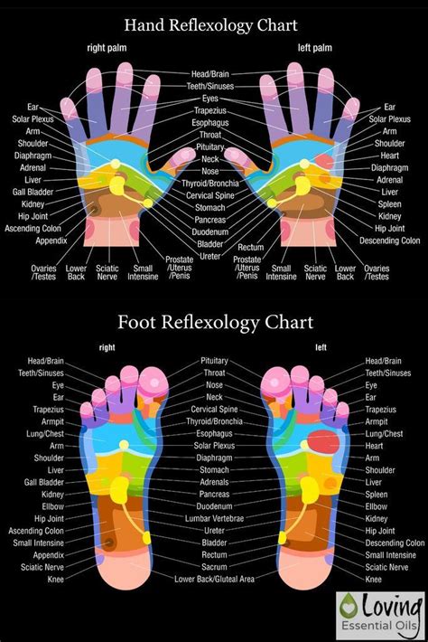 Second, there are two pressure points in the foot that are linked to the reproductive organs. Why Would I Put Essential Oils on My Feet? | Body systems ...