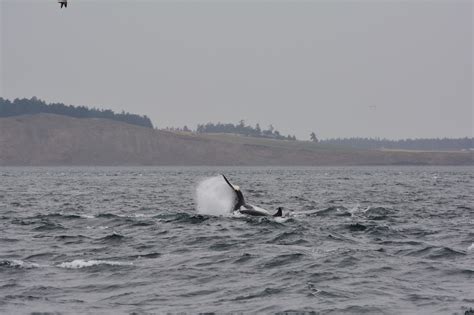 Dsc0231 Seattle Orca Whale Watching