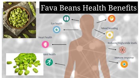 8 amazing and nutritious benefits of fava beans broad beans faba beans vicia beans youtube