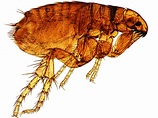 Fleas Pest Profile - How to Control & Eliminate Fleas