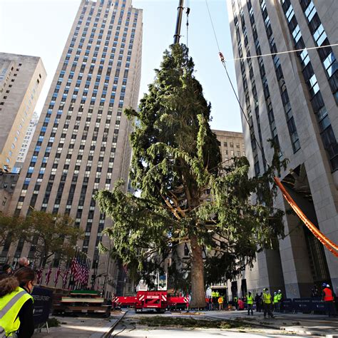 How Tall Is Rockefeller Christmas Tree 2021