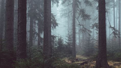 Misty Forest Wallpaper Iphone Android And Desktop Backgrounds