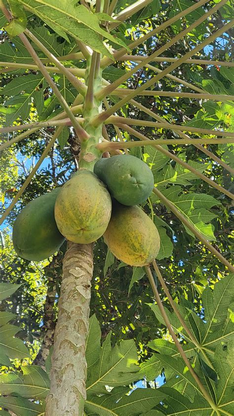 How To Grow Papaya Tips For Transplanting And Planting Papayas