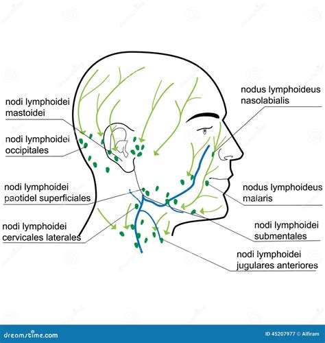 Lymph Nodes Of The Head And Neck Stock Vector Image 45207977
