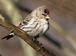 Natur erleben: 10 unserer schönsten Singvögel, die man im Garten ...