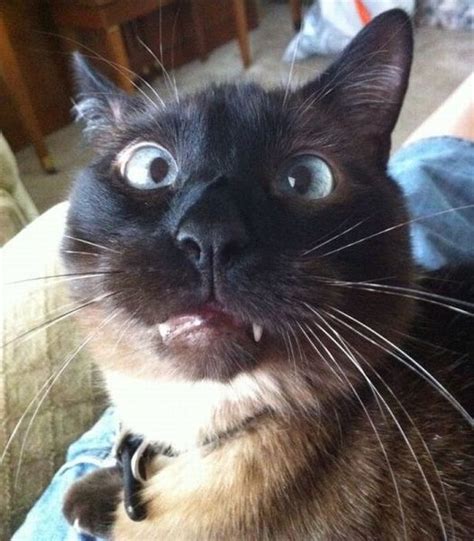 Funny Cat Face