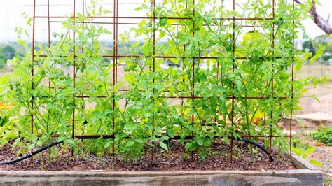 How To Plant Tomatoes In A Raised Garden Bed How To Build A Raised