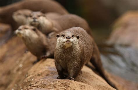 Otter Facts Animal Facts Encyclopedia