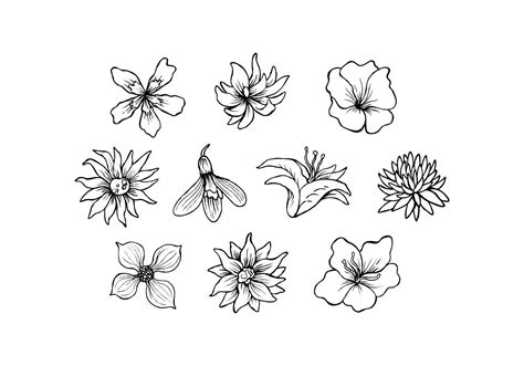 Free Flowers Hand Drawn Vector Flower Sketch Images How To Draw Hands Hand Drawn Vector