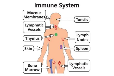 Foto 5 Jenis Organ Dalam Sistem Imun Manusia