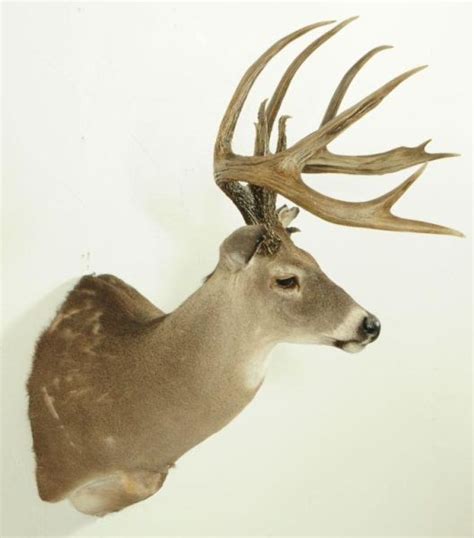 10 Pt Whitetail Deer Mount
