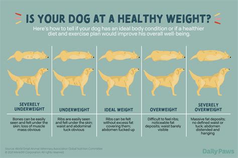How To Help A Dog Lose Weight — Naive Pets