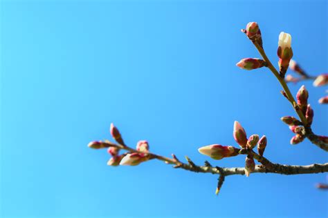 무료 이미지 아몬드 나무 봄 자연 싹 분기 작은 가지 식물 줄기 매크로 사진 하늘 꽃 피는 식물