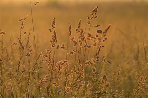 Ears Grass Grass Dry Field Hd Wallpaper Peakpx