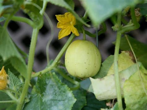 When To Harvest Lemon Cucumbers Garden Tips 2024 Northern Nester