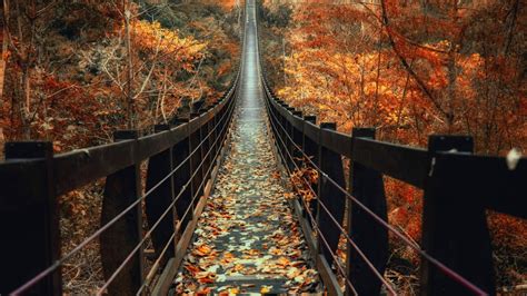 Brown Wooden Bridge Between Autumn Leaf Maple Trees 4k Hd Nature