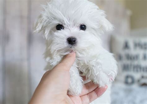 Twinky The Teacup Maltese 3400 Top Dog Puppies